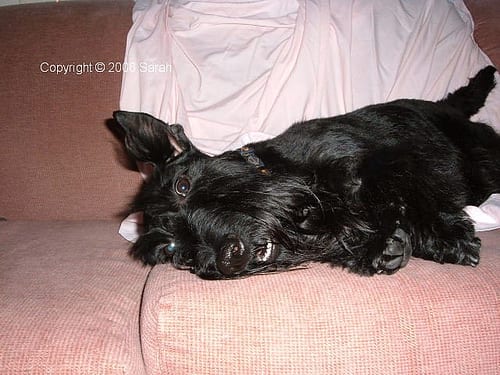 Lost Scottish Terrier chocolate named Ruby in London