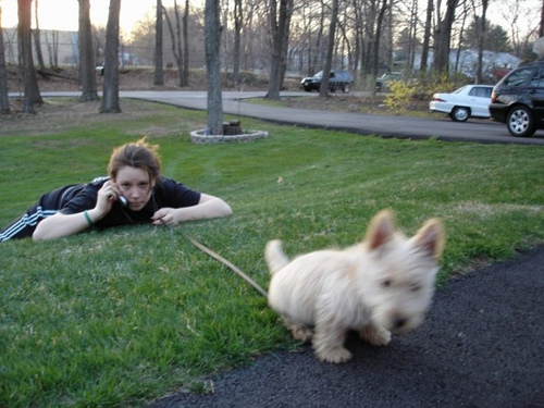 Lost Scottish Terrier black named Daisy in Montréal