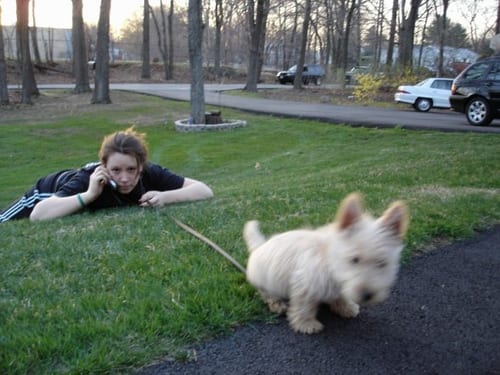 Lost Scottish Terrier black named Daisy in Montréal