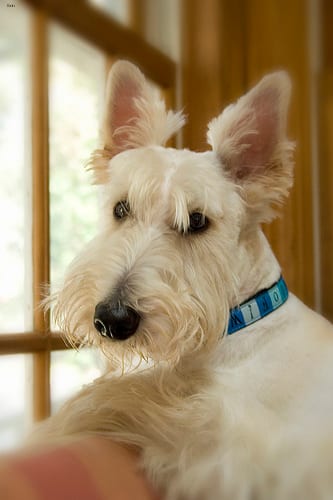 Lost Scottish Terrier brown and white named Luna in Brampton