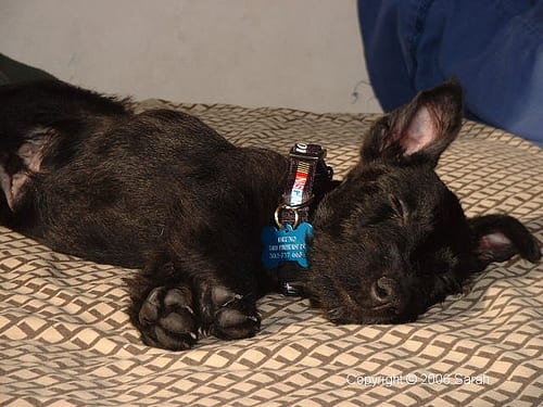 Lost Scottish Terrier golden named Maggie in Sylvan Lake