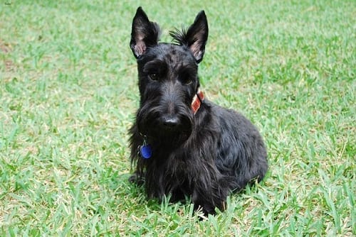 Lost Scottish Terrier white named Bella in Toronto