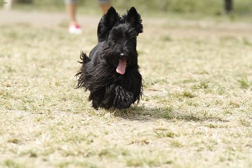 Lost Scottish Terrier grey named Winston in Sylvan Lake