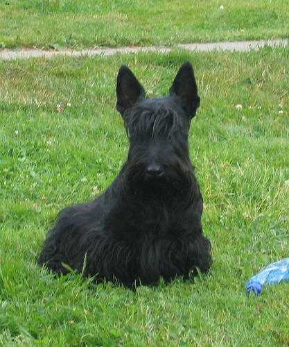 Lost Scottish Terrier chocolate named Zoey in Mississauga