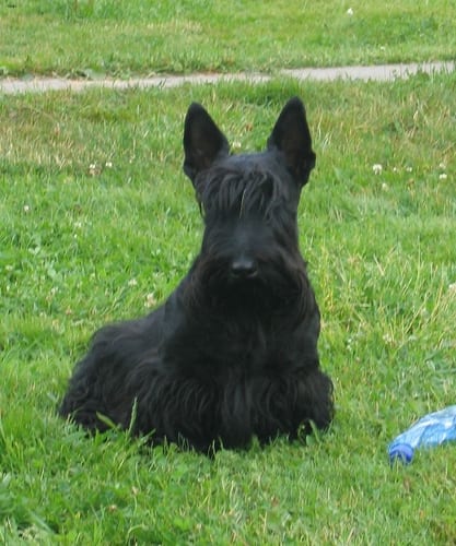 Lost Scottish Terrier brown named Milo in Waterloo