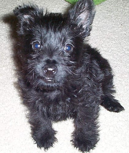 Lost Scottish Terrier brown named Oliver in Edmonton