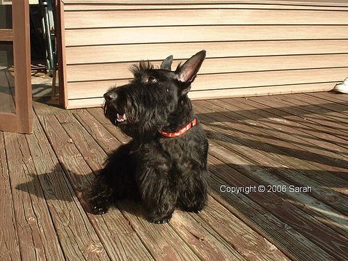 Lost Scottish Terrier black and white named Zoey in Richmond