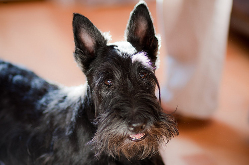Lost Scottish Terrier white named Sadie in Brantford