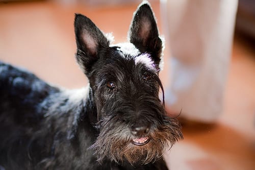 Lost Scottish Terrier tan named Zoey in Edmonton