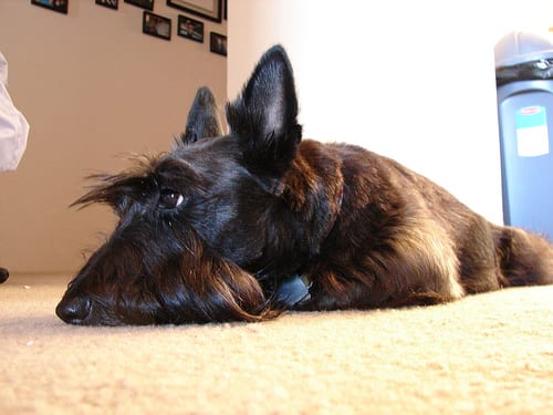 Lost Scottish Terrier brown named Daisy in Winnipeg