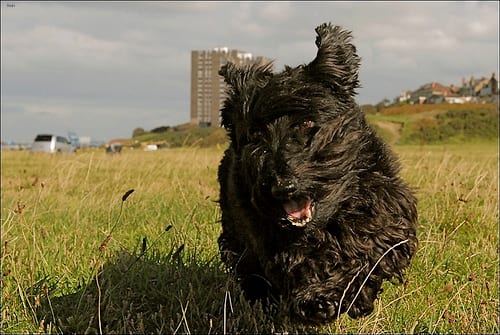 Lost Scottish Terrier black named Winston in Richmond