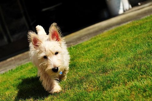 Lost Scottish Terrier black named Luna in Ottawa