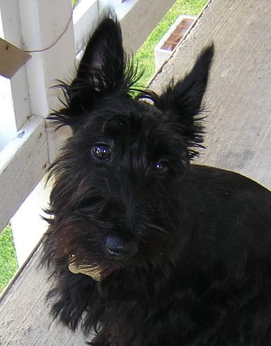 Lost Scottish Terrier brown named Molly in Montréal