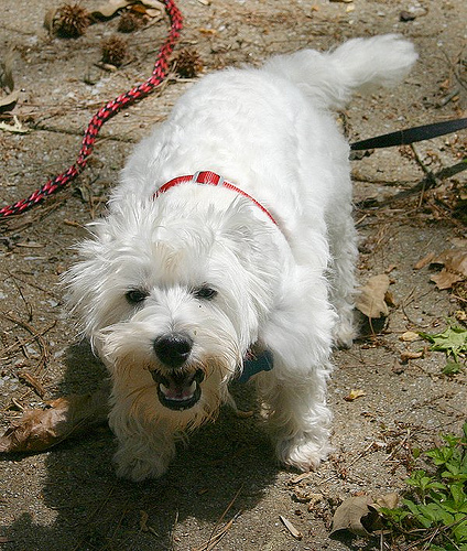 Lost Scottish Terrier chocolate named Cooper in Regina
