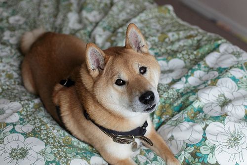 Lost Shiba Inu grey named Cooper in West Vancouver