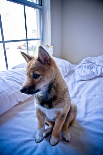 Lost Shiba Inu cream named Bear in Richmond