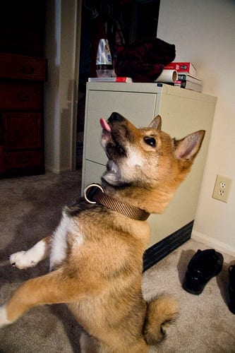 Lost Shiba Inu black and white named Bentley in Riverview