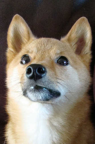 Finn