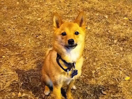 Lost Shiba Inu cream named Molly in Prince Rupert