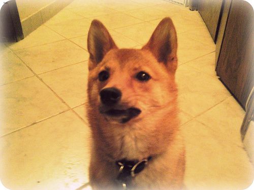 Lost Shiba Inu brown and white named Molly in Rouyn-Noranda