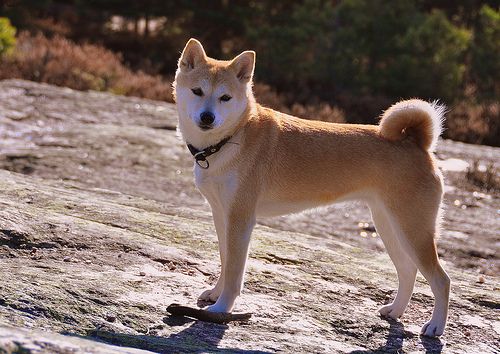 Lost Shiba Inu tan named Leo in Markham