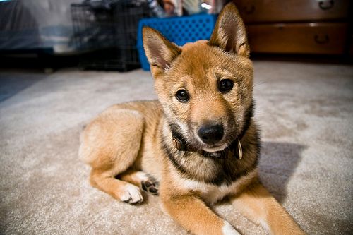Lost Shiba Inu black and white named Buddy in Mascouche