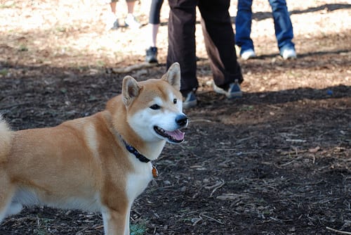 Lost Shiba Inu black named Charlie in Calgary