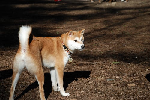 Lost Shiba Inu golden named Ellie in Estevan
