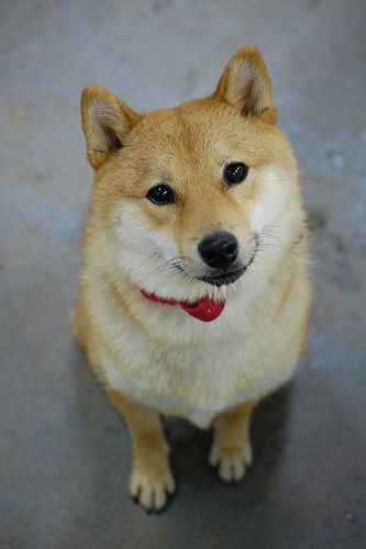 Lost Shiba Inu black named Finn in Grande Prairie