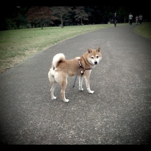 Lost Shiba Inu black named Oliver in Burlington