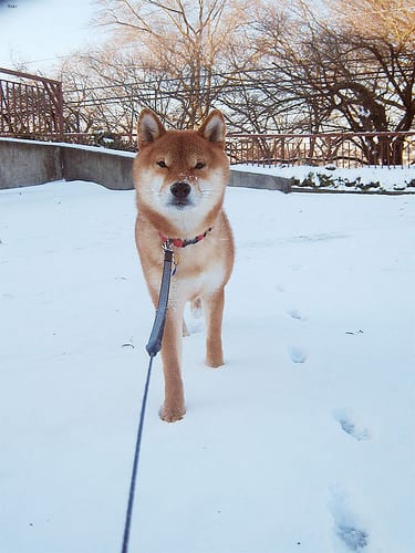 Lost Shiba Inu black and white named Lucy in Burnaby