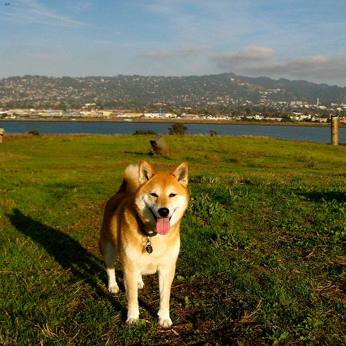 Lost Shiba Inu cream named Milo in Winnipeg