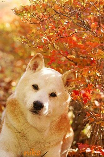Lost Shiba Inu grey named Daisy in North Battleford
