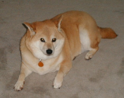 Lost Shiba Inu black and white named Finn in Oromocto
