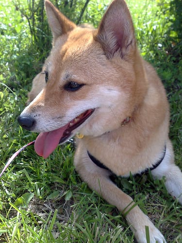 Lost Shiba Inu chocolate named Rocky in North Battleford
