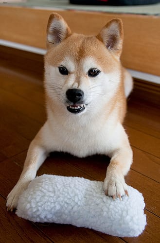 Lost Shiba Inu black and white named Tucker in Miramichi