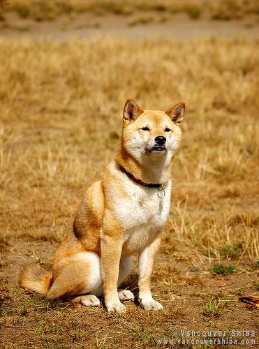 Lost Shiba Inu golden named Tucker in Portage la Prairie