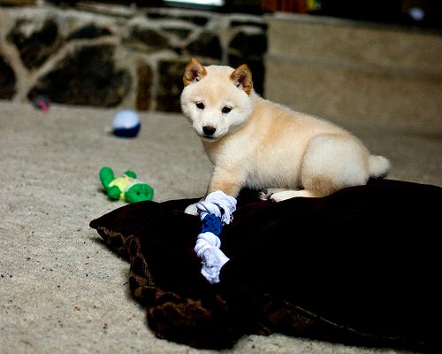 Lost Shiba Inu brown named Luna in Edmonton