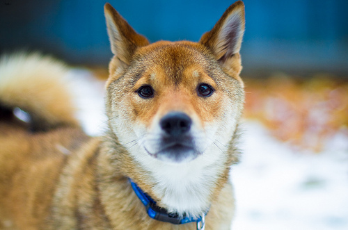 Lost Shiba Inu brown named Tucker in Toronto