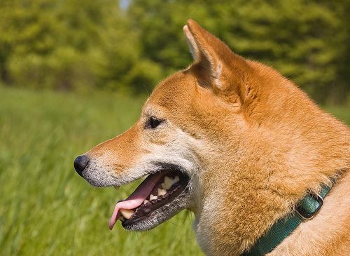 Lost Shiba Inu tan named Bentley in Mississauga