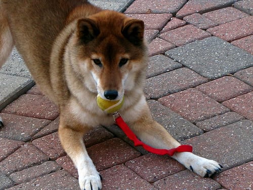 Lost Shiba Inu brown named Molly in Mirabel