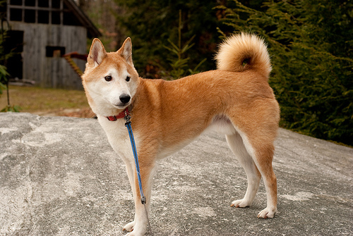 Tucker