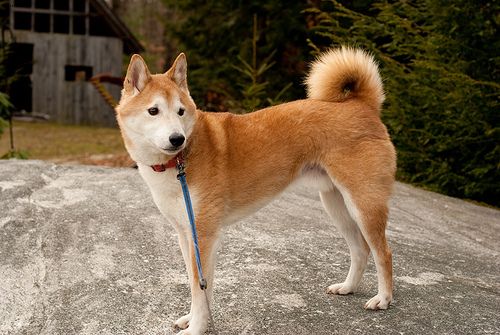Lost Shiba Inu brown named Tucker in Georgina