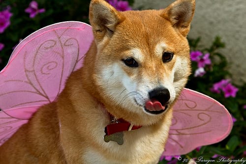 Lost Shiba Inu tan named Maggie in Montréal