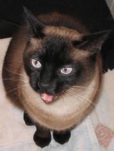 Lost Siamese calico named Lola in Calgary