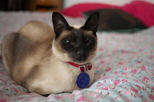 Lost Siamese grey tabby named Leo in Halifax