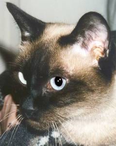 Lost Siamese grey tabby named Max in Dauphin
