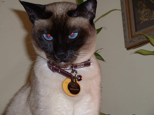 Lost Siamese white named Felix in Burnaby