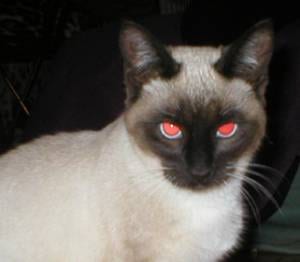 Lost Siamese orange tabby named Callie in Cape Breton