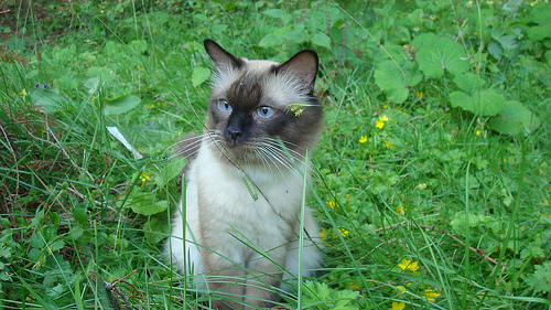 Lost Siamese calico named Salem in Dauphin